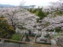 市営墓地の桜